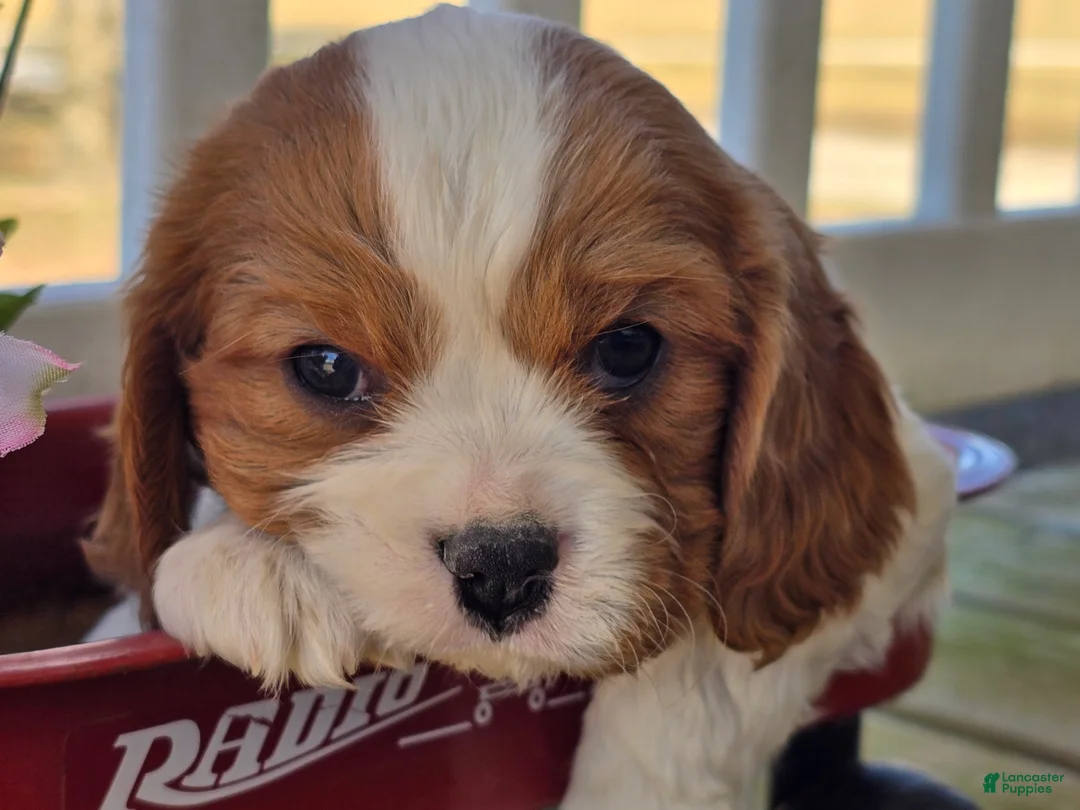 Cavalier King Charles Spaniel dogs for sale: Dillon - Ad 10