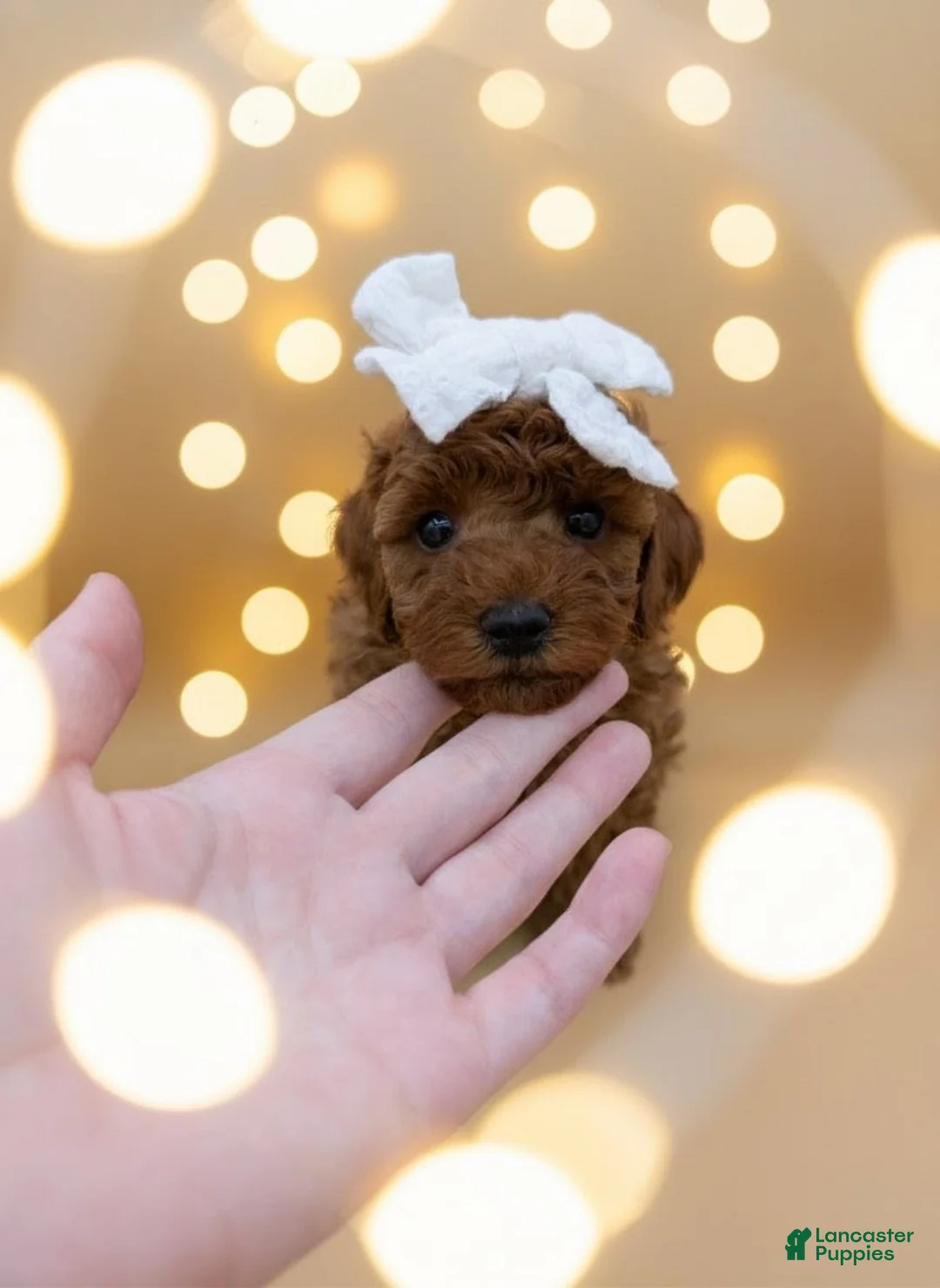 Toy Poodle dogs for sale: Olivia 🤍 - Ad 1