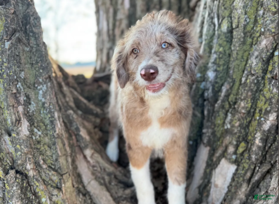 Aussiedoodle dogs for sale: Red Merle Male - Ad 2