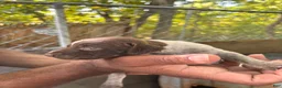 German Shorthaired Pointer dogs for sale: German Shorthaired Pointer 2 - Ad 4