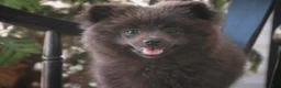 Pomeranian dogs for sale: Bluey Pomeranian  - Ad 5