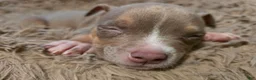 American Bully dogs for sale: American Bully 4 - Ad 5