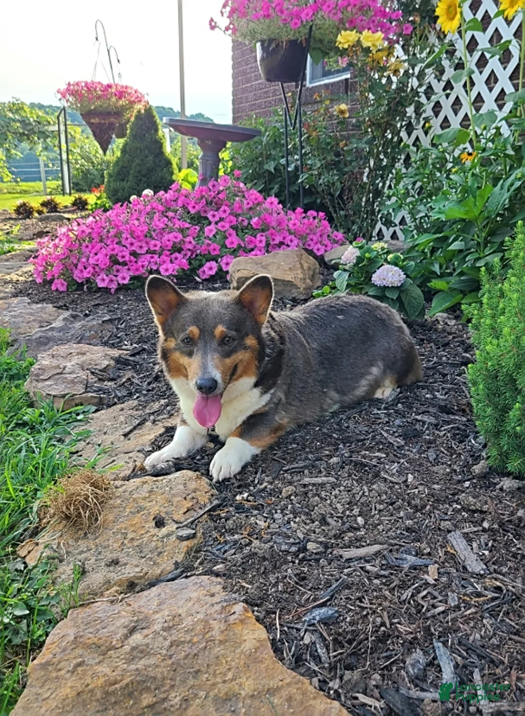 Gallery Image {{count}}