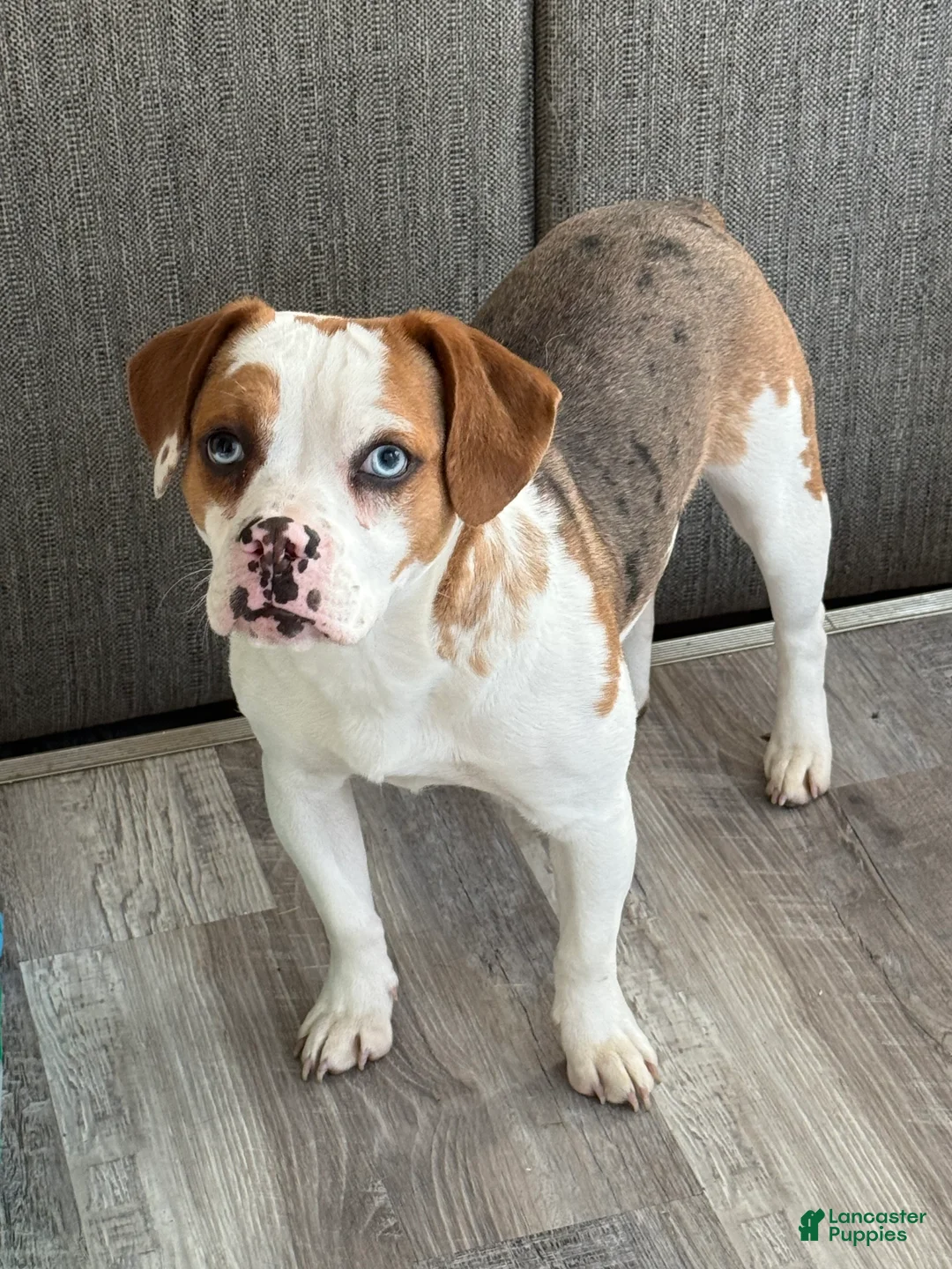 Mixed Breed dogs for sale: Oreo - Ad 7