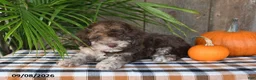 Havapoo dogs for sale: Rusty - Ad 5