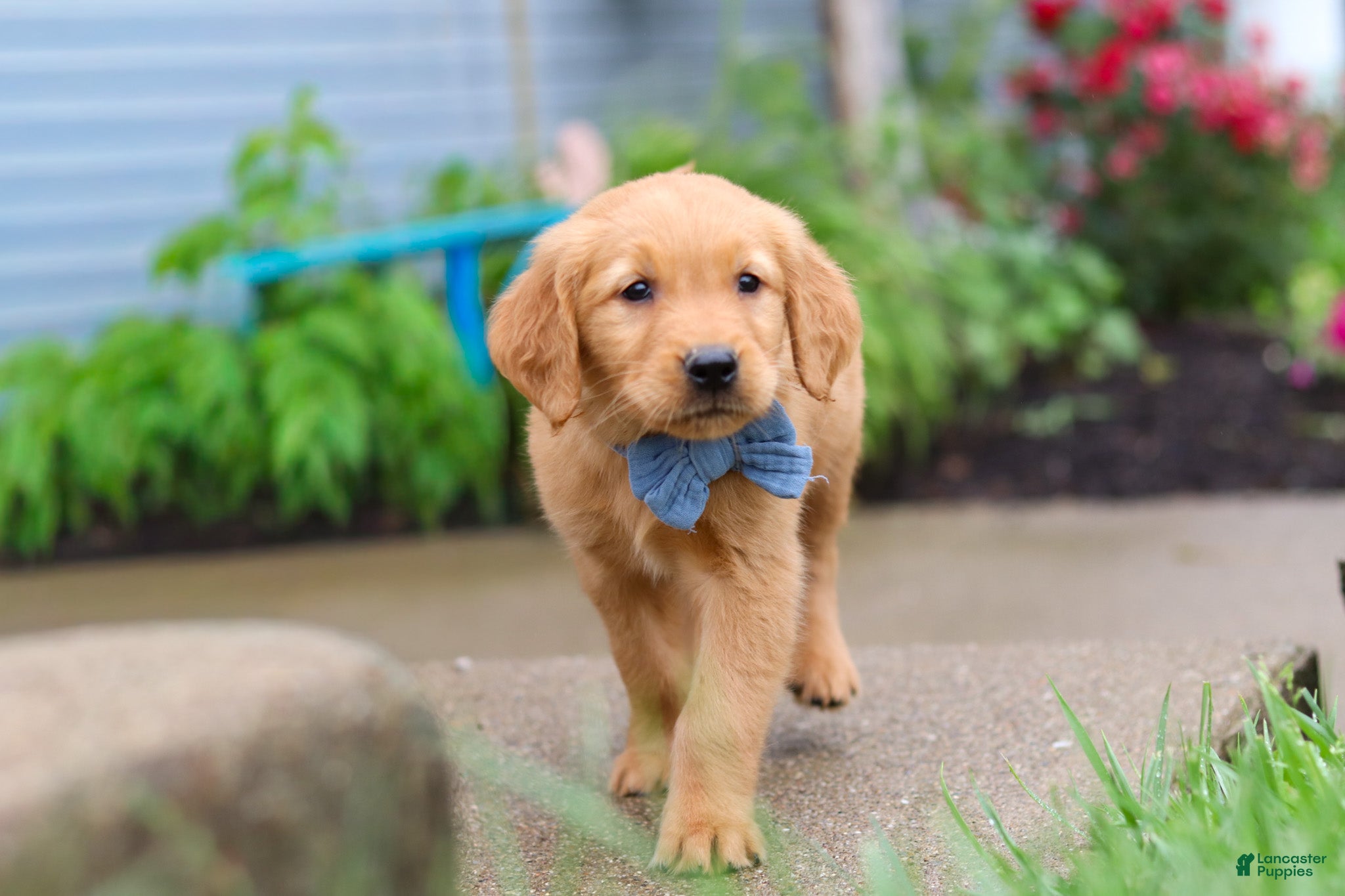 Golden Retriever dogs Beaver - Ad 2