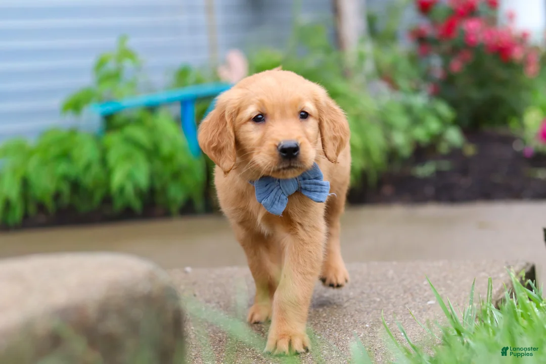 Golden Retriever dogs for sale: Beaver - Ad 2