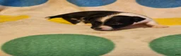 Chihuahua dogs for sale: Checker - Ad 7