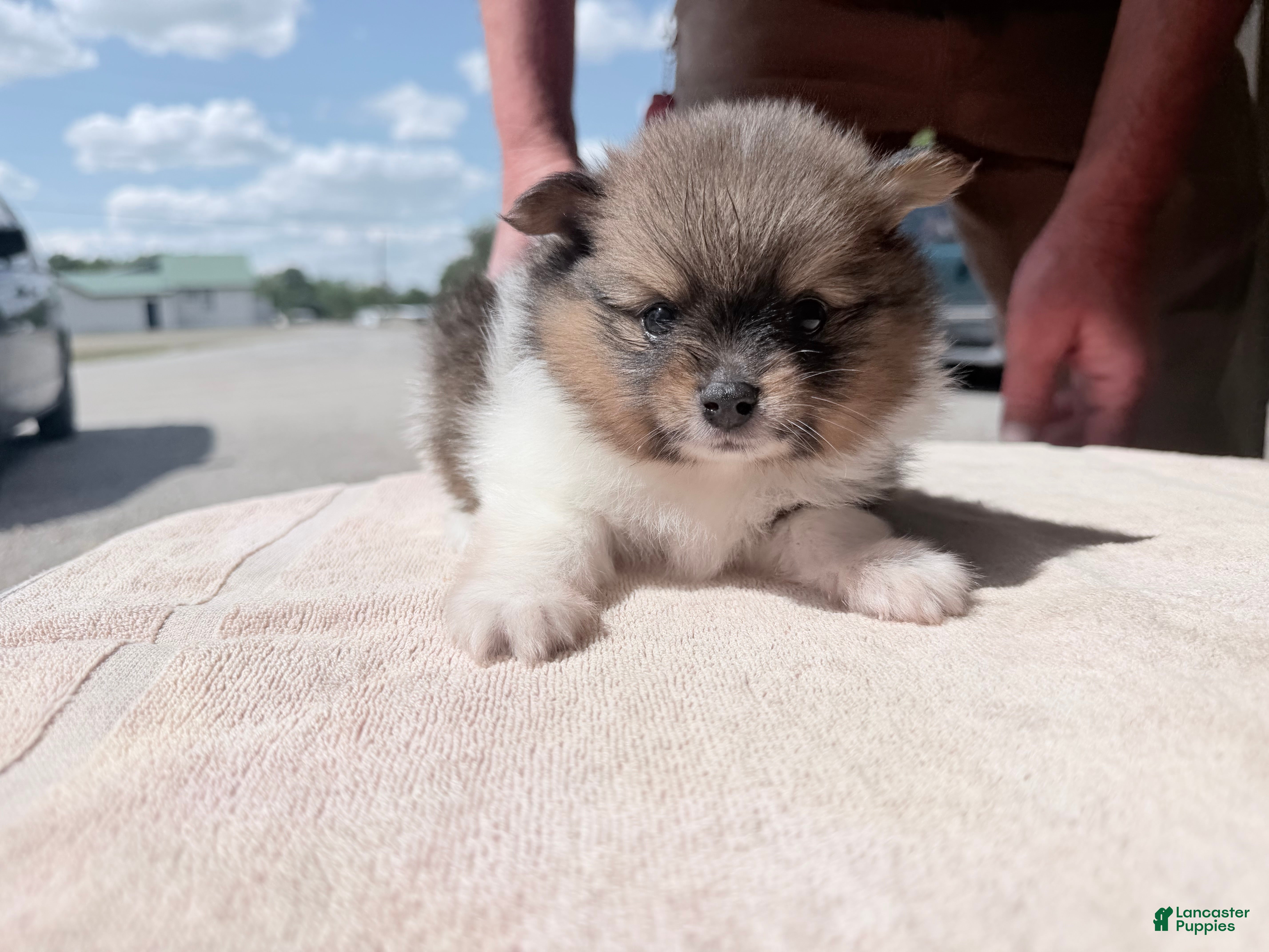 Pomeranian dogs Pinzo - Ad 2