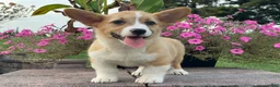 Welsh Corgi Pembroke dogs for sale: Welsh Corgi Pembroke 1 - Ad 6