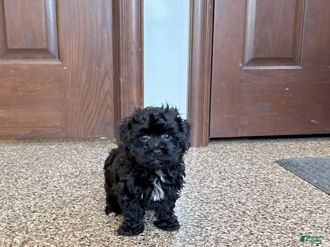 Havapoo dogs for sale: Havapoo Puppy 1 - Ad 1