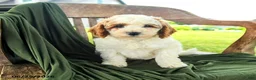 Goldendoodle dogs for sale: Brandy - Ad 5