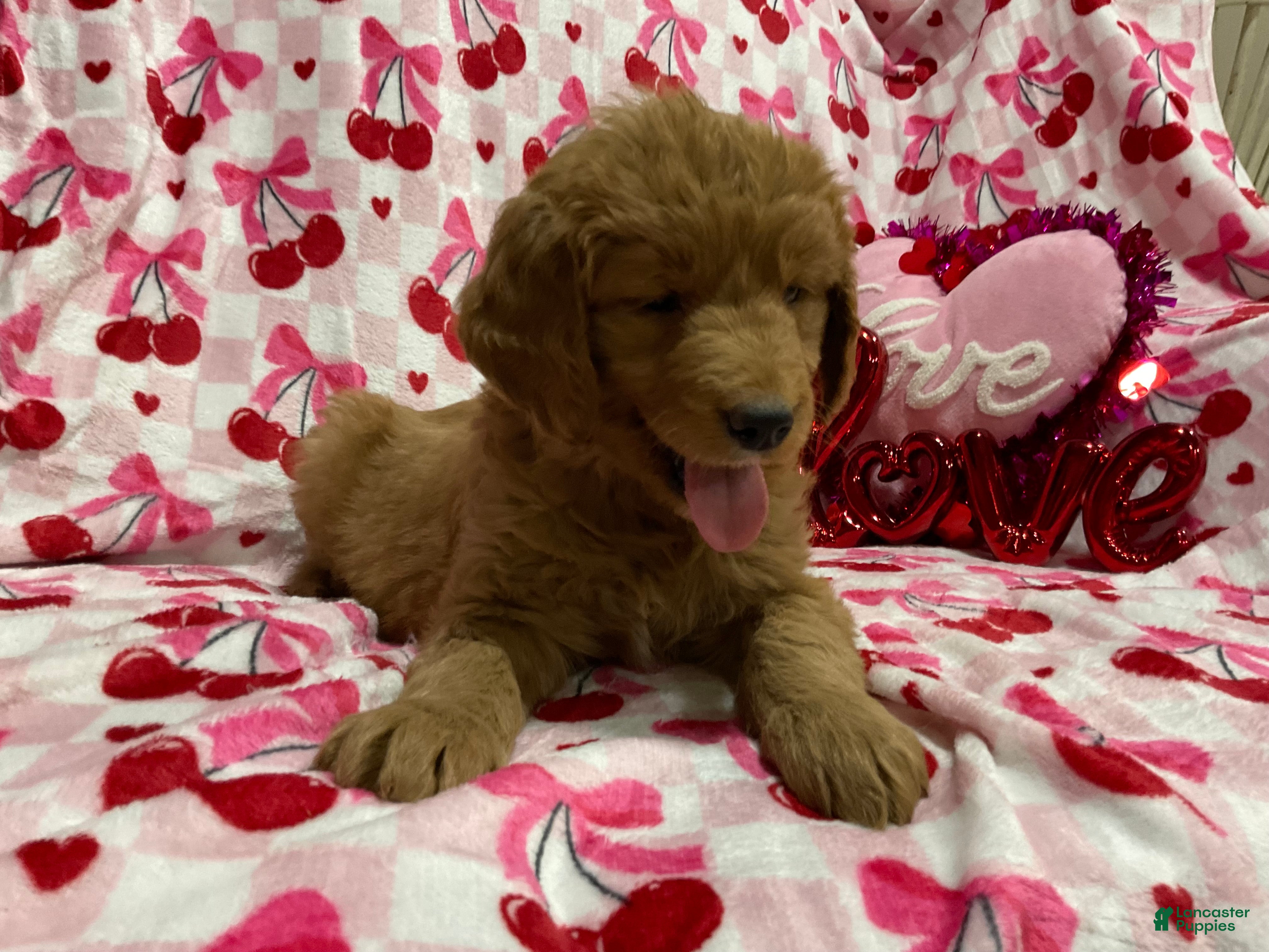 Goldendoodle dogs Cameo - Ad 39