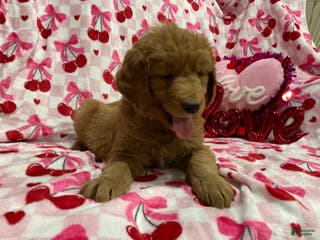 Goldendoodle dogs Cameo - Ad 35