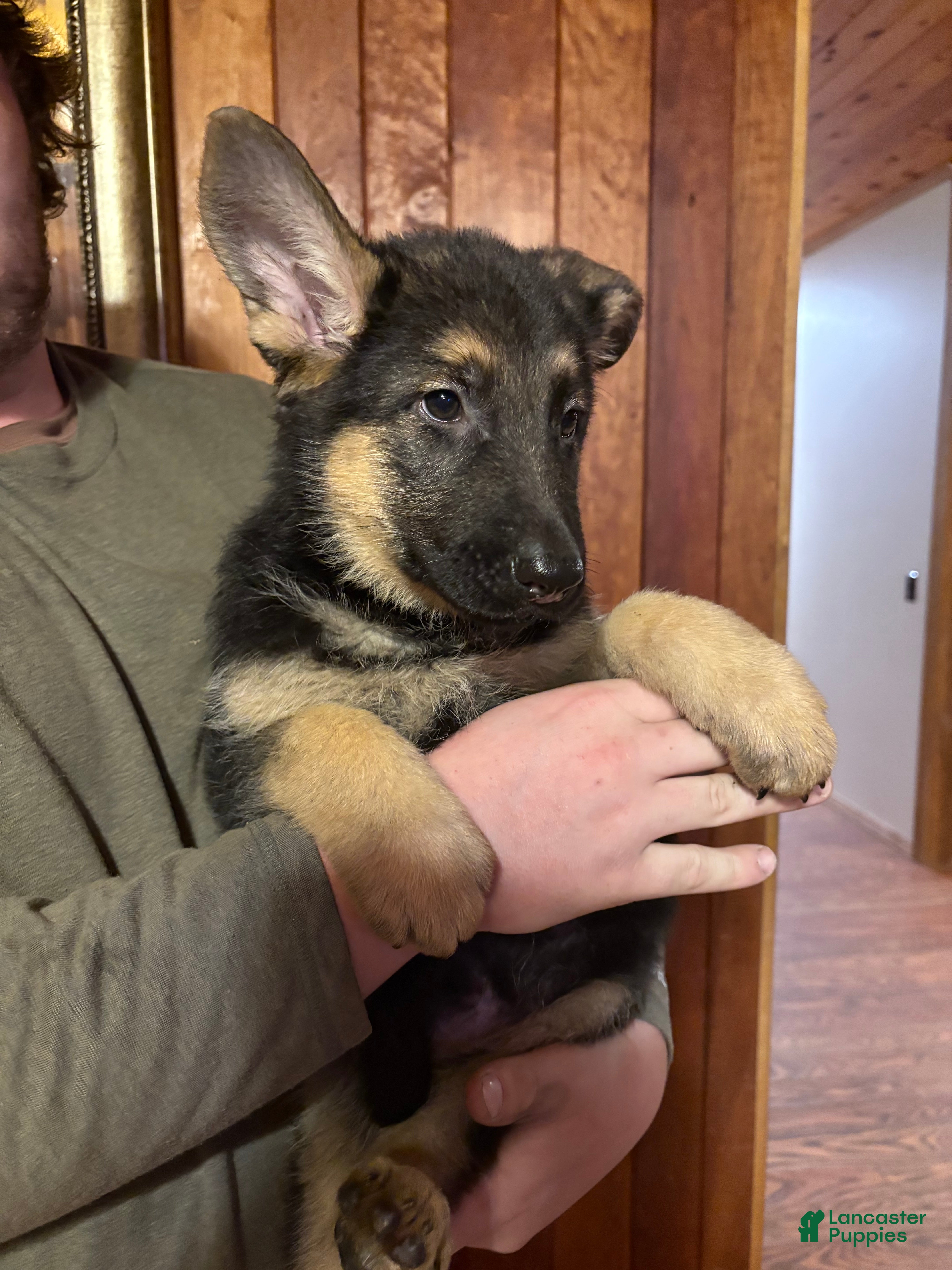 German Shepherd dogs Buddy - Ad 15