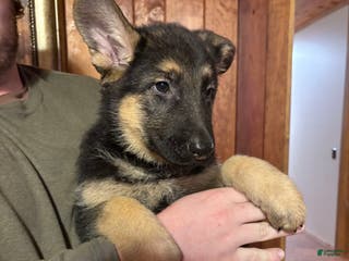 German Shepherd dogs Buddy - Ad 40