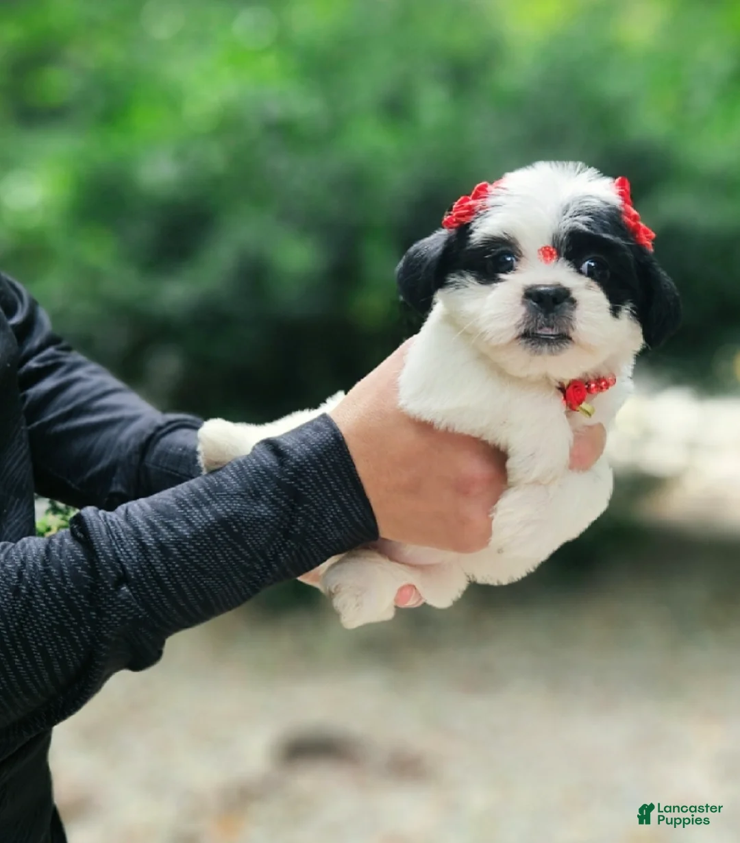 Shihpoo dogs for sale: Lili - Ad 2