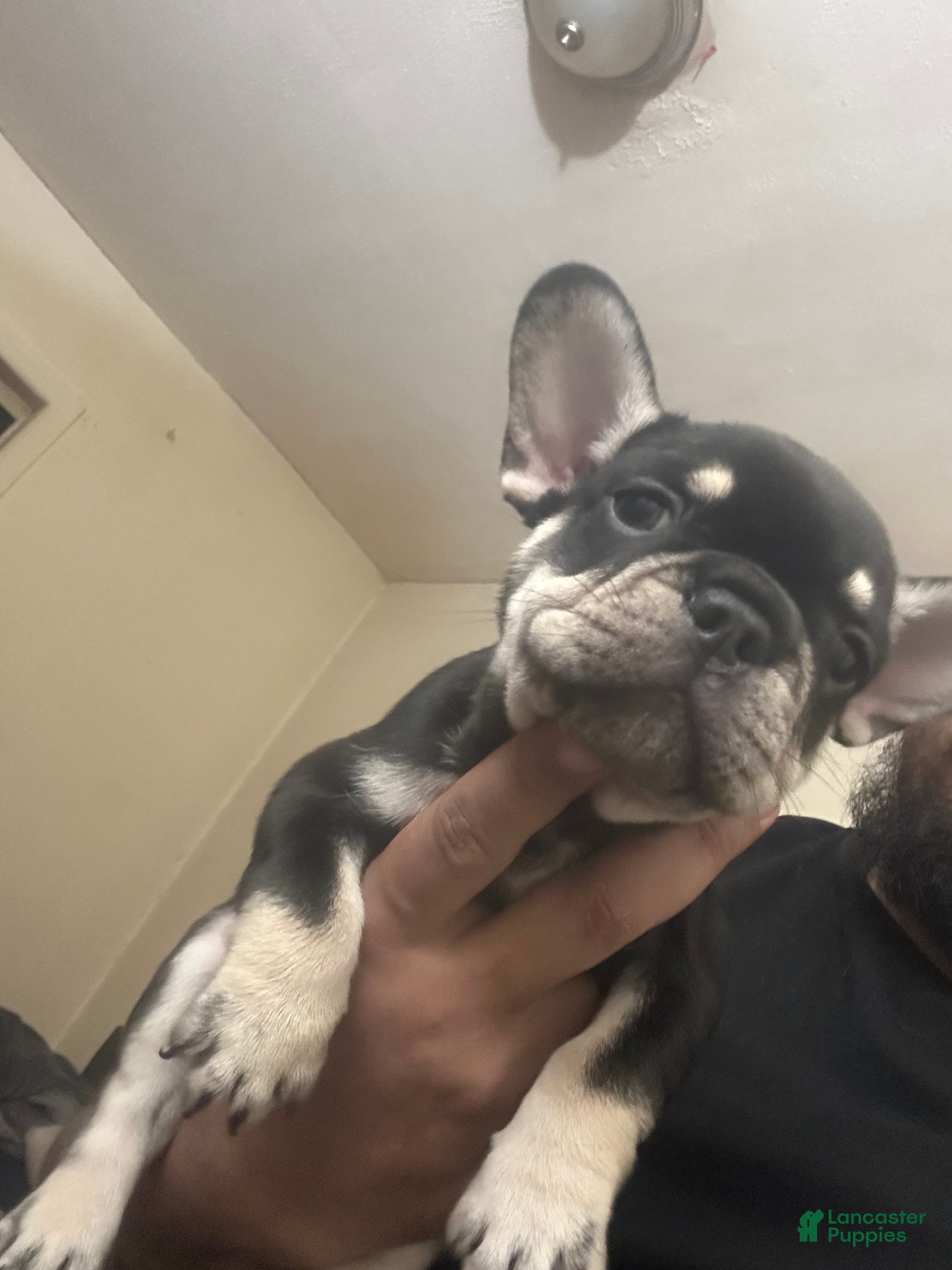 French Bulldog dogs Tiny - Ad 33