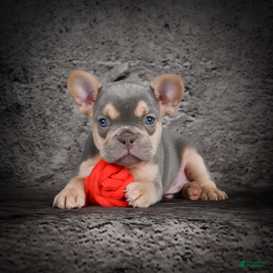 French Bulldog dogs for sale: Oscar - Ad 9