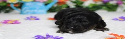 Cockapoo dogs for sale: Ripple  - Ad 3