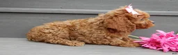 Cavapoo dogs for sale: Callie - Ad 4