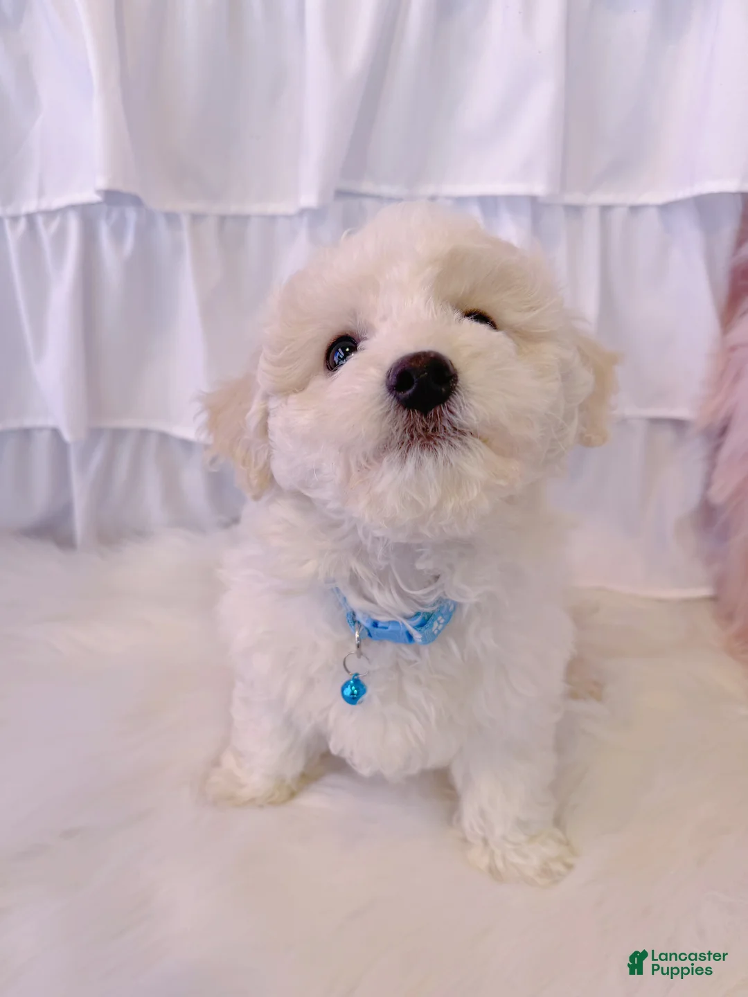 Bichon Frise dogs for sale: ❤️Teddy❤️ - Ad 3