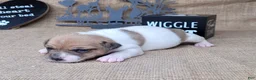 Jack Russell Terrier dogs for sale: JoJo - Ad 2