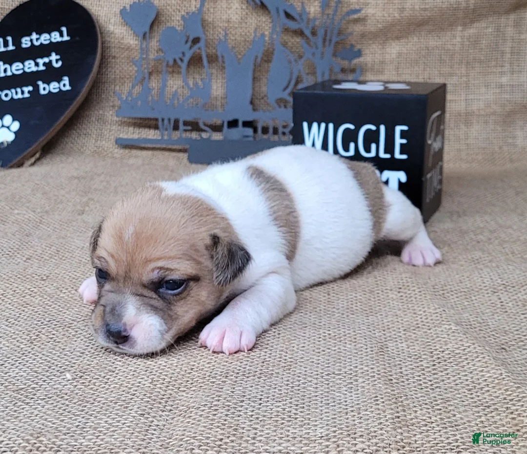 Jack Russell Terrier dogs for sale: JoJo - Ad 2
