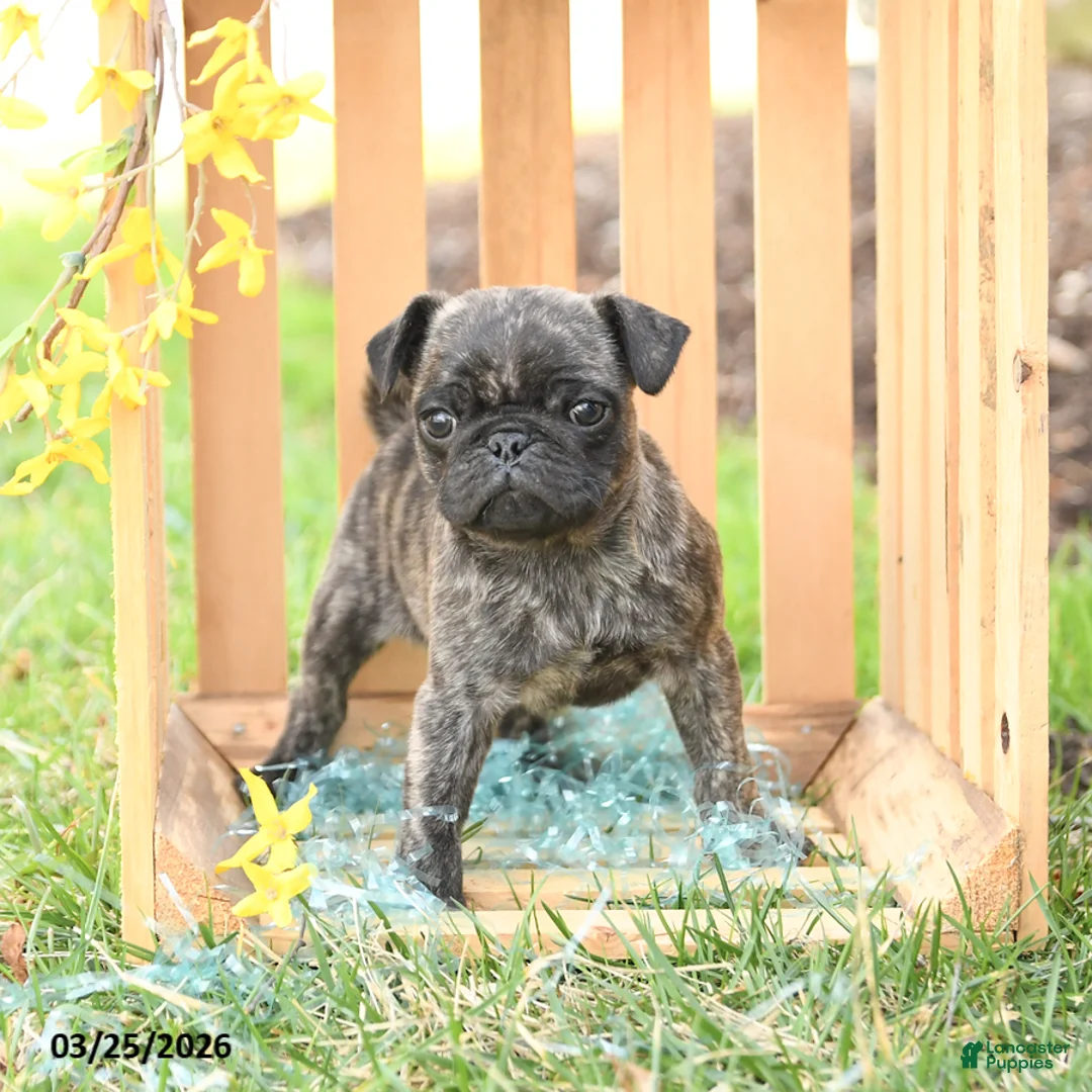 Pug dogs for sale: Scout - Ad 3