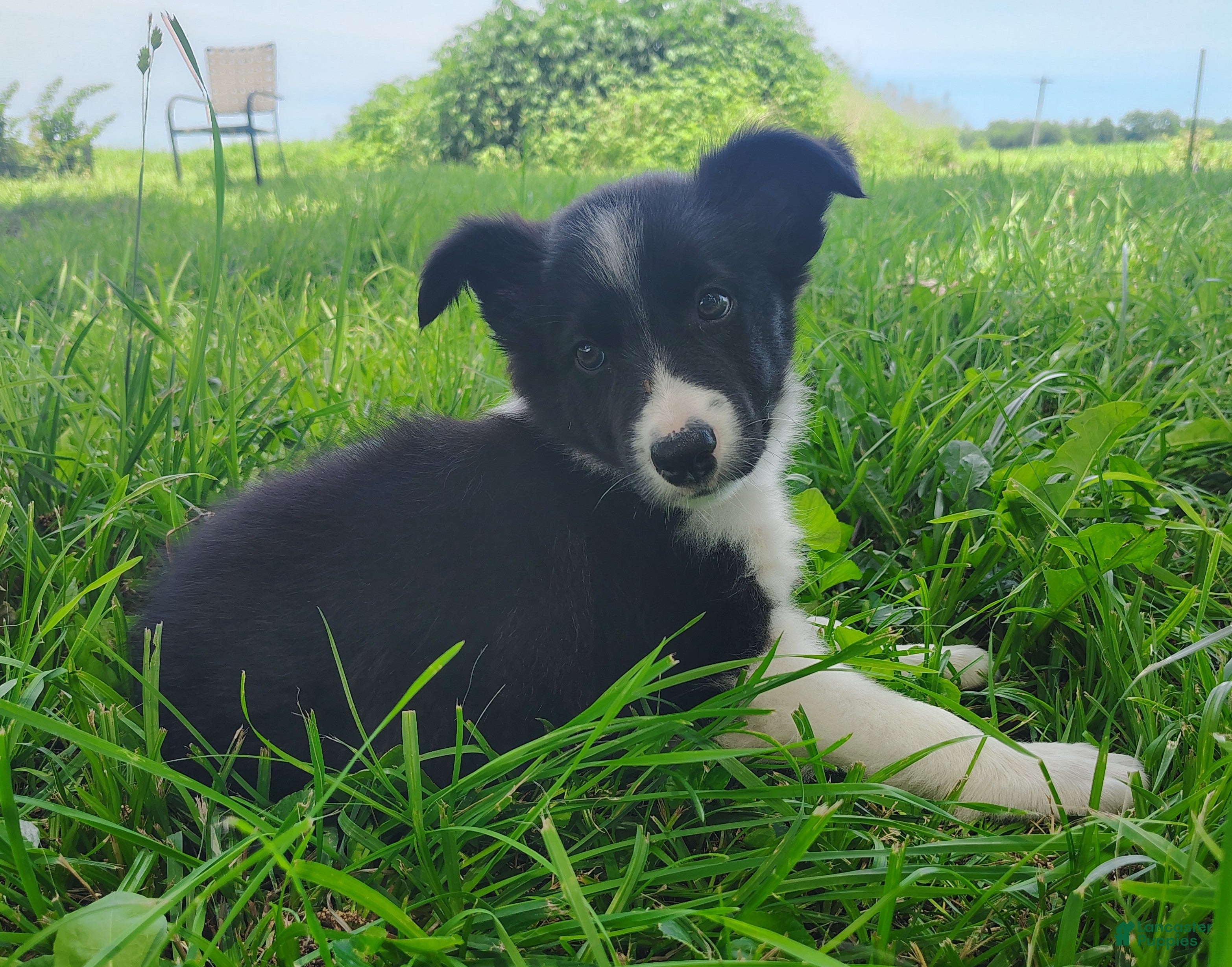 Border Collie dogs Wendy - Ad 1