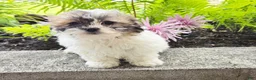 Teddy Bear dogs for sale: Tammy - Ad 3