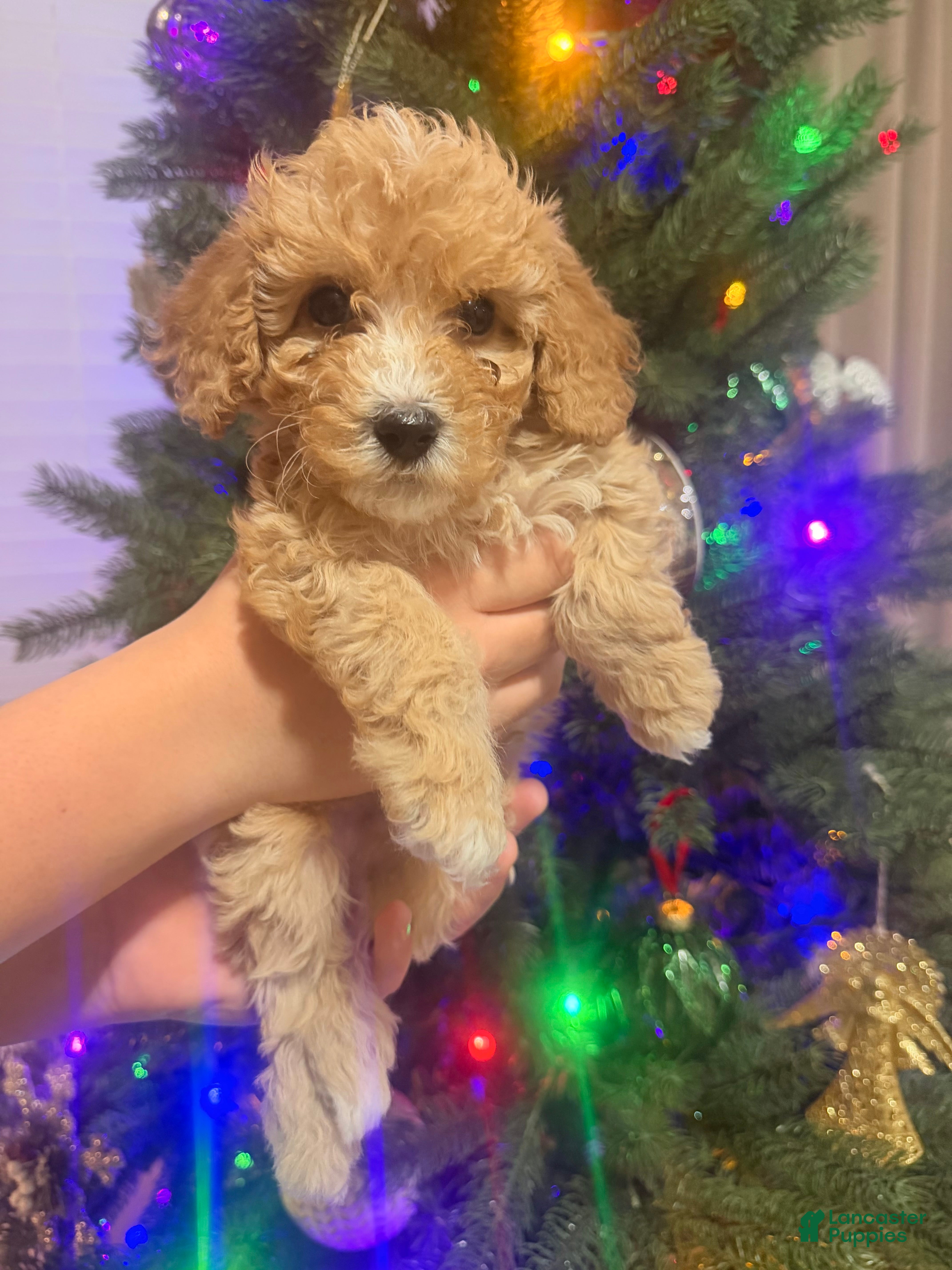 Bichpoo dogs Bichon frise Puppy 1 - Ad 15