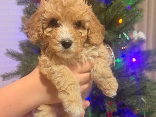 Bichpoo dogs Bichon frise Puppy 1 - Ad 1