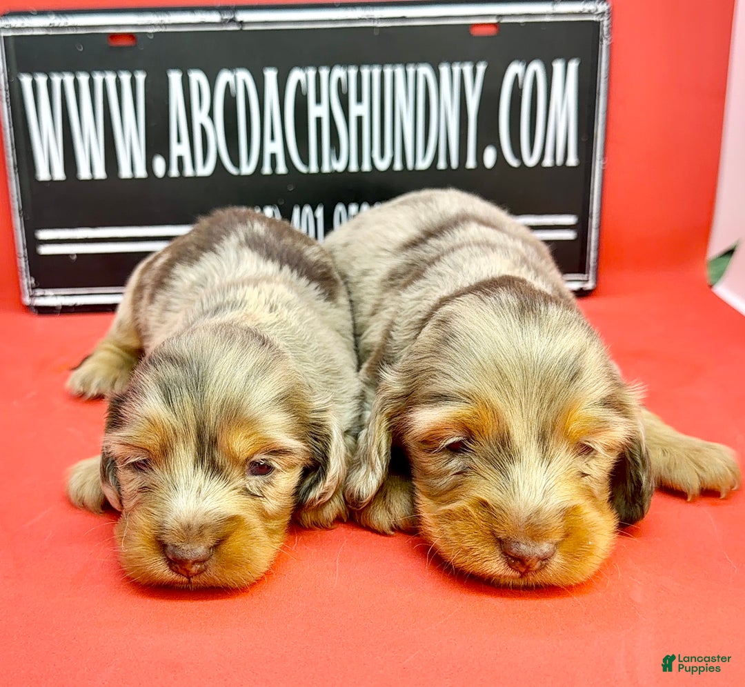 Miniature Dachshund dogs for sale: Russian akc - Ad 4