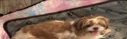Malshi dogs for sale: Bella - Ad 15