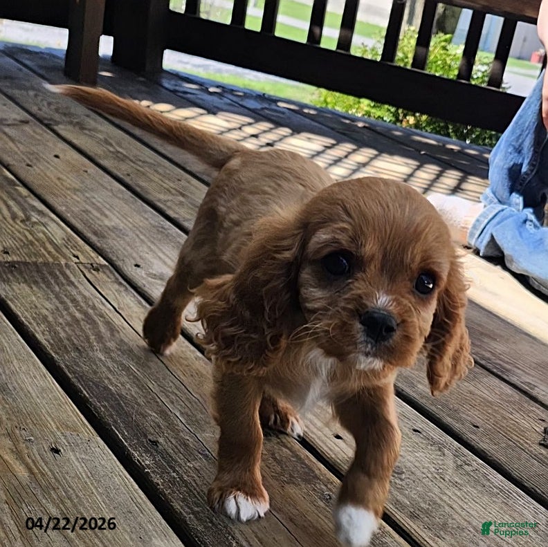 Cavapoo dogs Wiggles - Ad 2