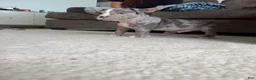 American Bully dogs for sale: Axel - XL American Bully Puppy  - Ad 7