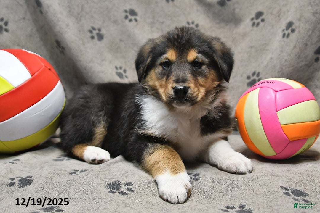 Mixed Breed dogs for sale: Kandy - Ad 3