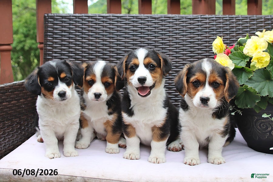 Mixed Breed dogs Cooper - Ad 2