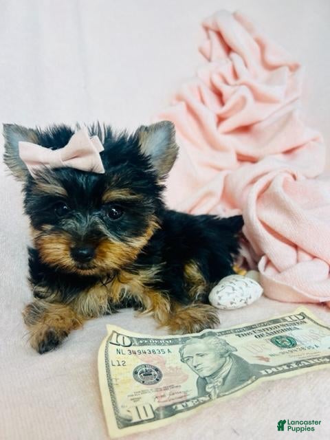 Yorkshire Terrier dogs Yorkshire Terrier 1 - Ad 42