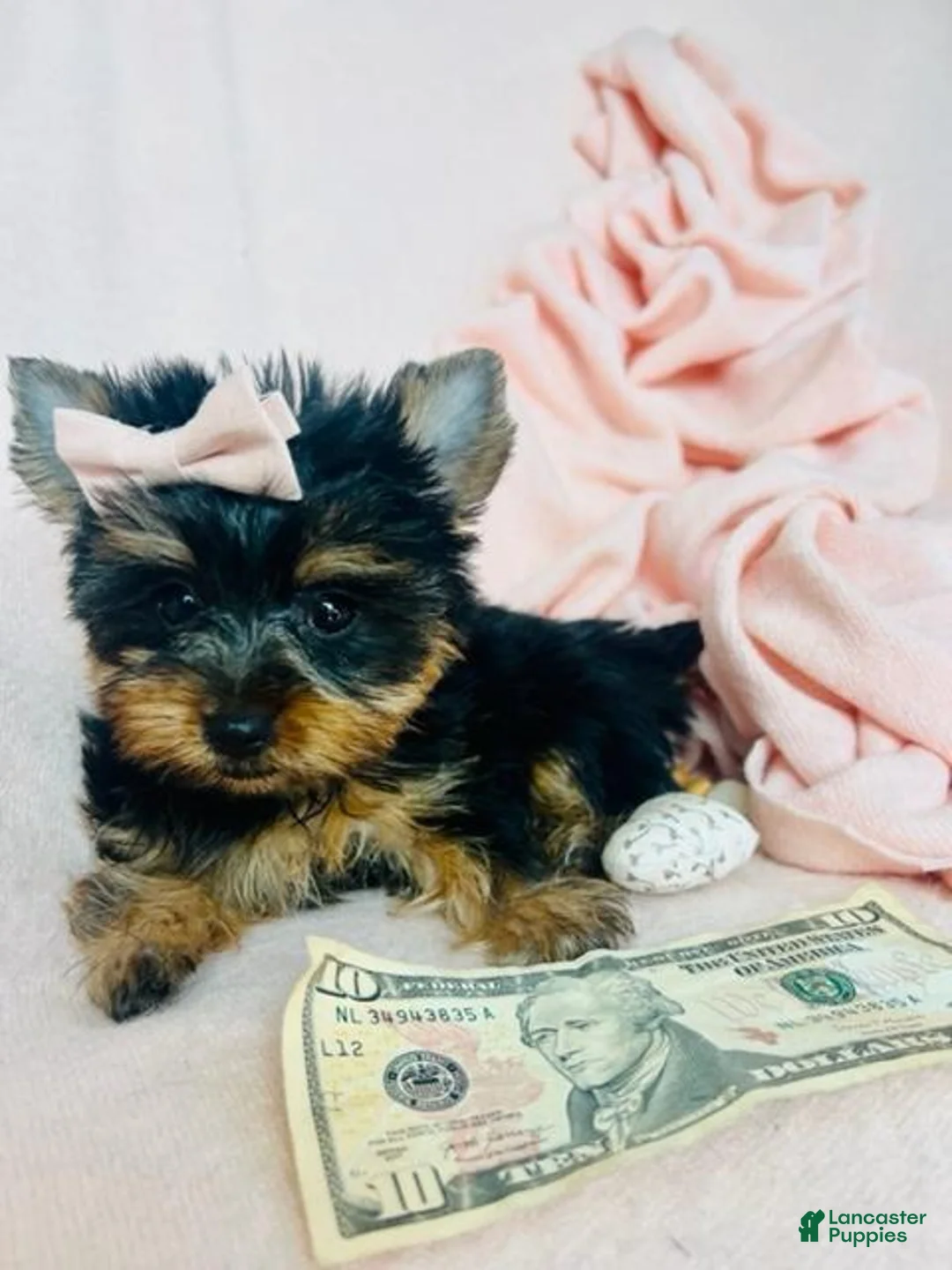 Yorkshire Terrier dogs for sale: Yorkshire Terrier 1 - Ad 1