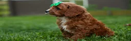 Cavapoo dogs for sale: OLLIE - Ad 6