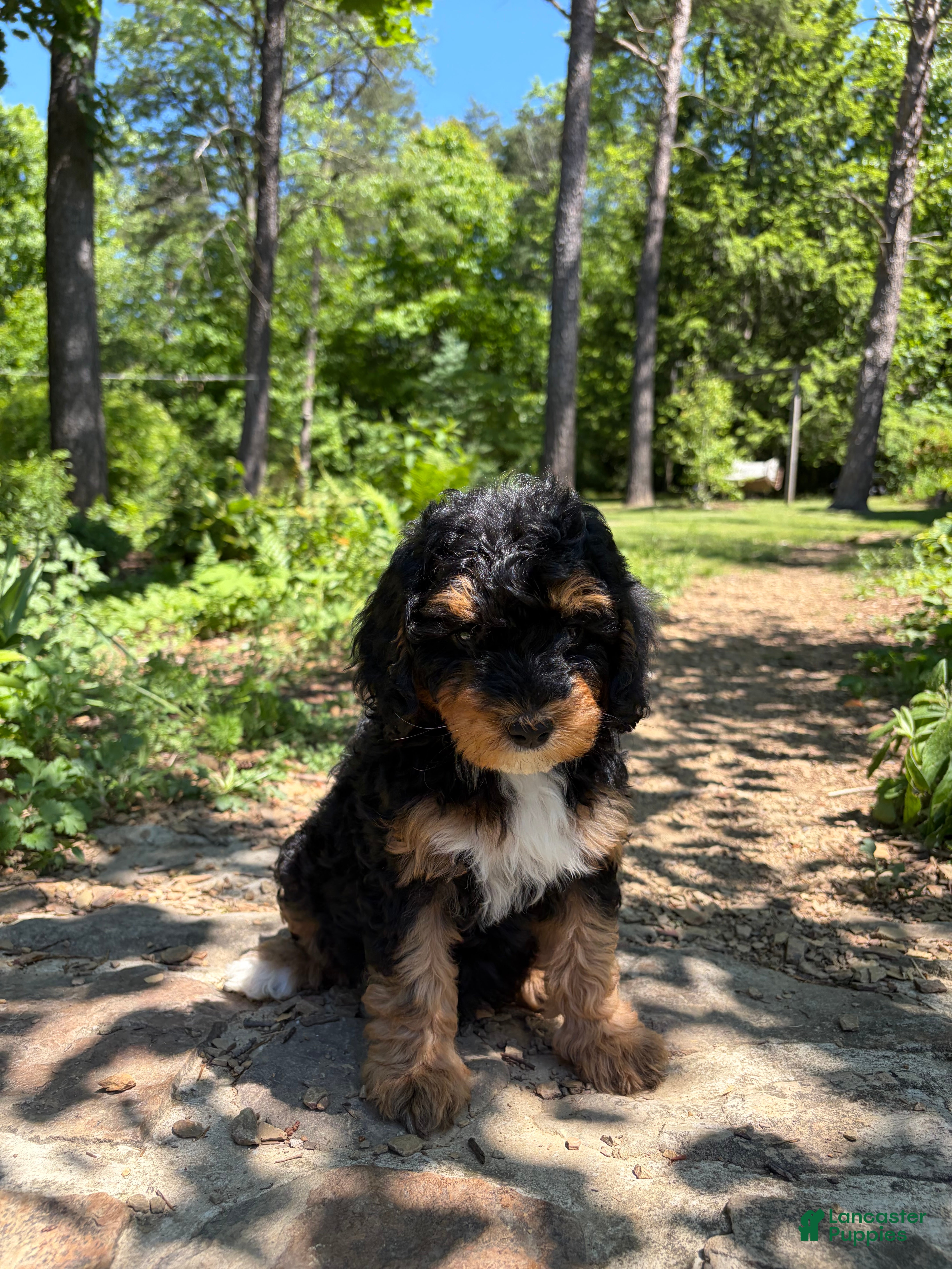 Mini Bernedoodle dogs Tulip - Ad 1