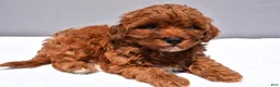 Cavapoo dogs for sale: Reese - Ad 5