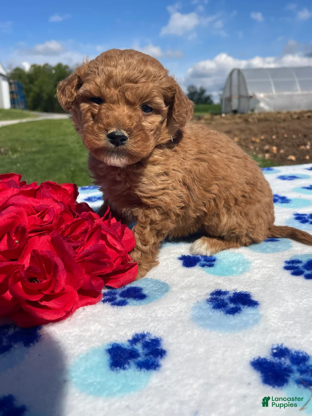 Miniature Poodle dogs for sale: Monty - Ad 2