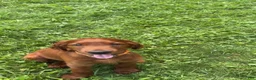 Irish Setter dogs for sale: Orange collar  - Ad 10