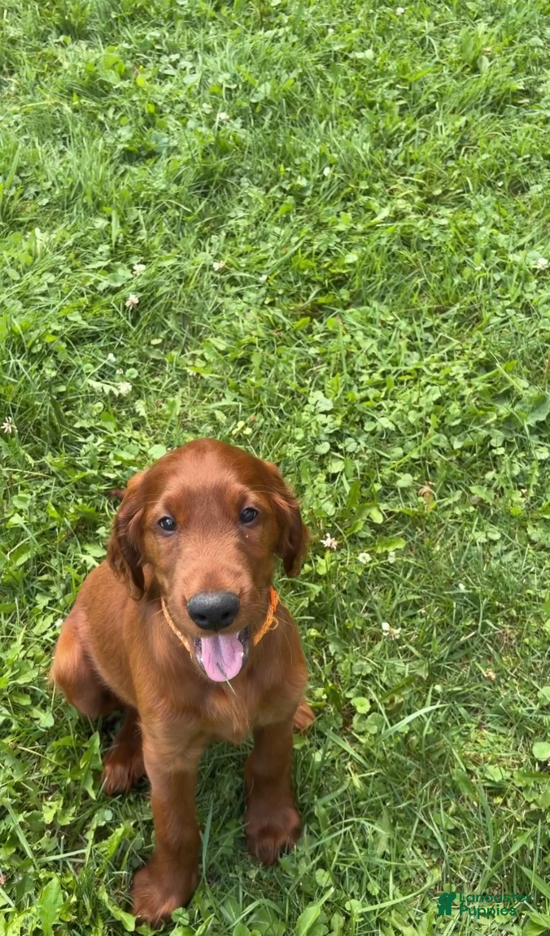 Irish Setter dogs for sale: Orange collar  - Ad 10