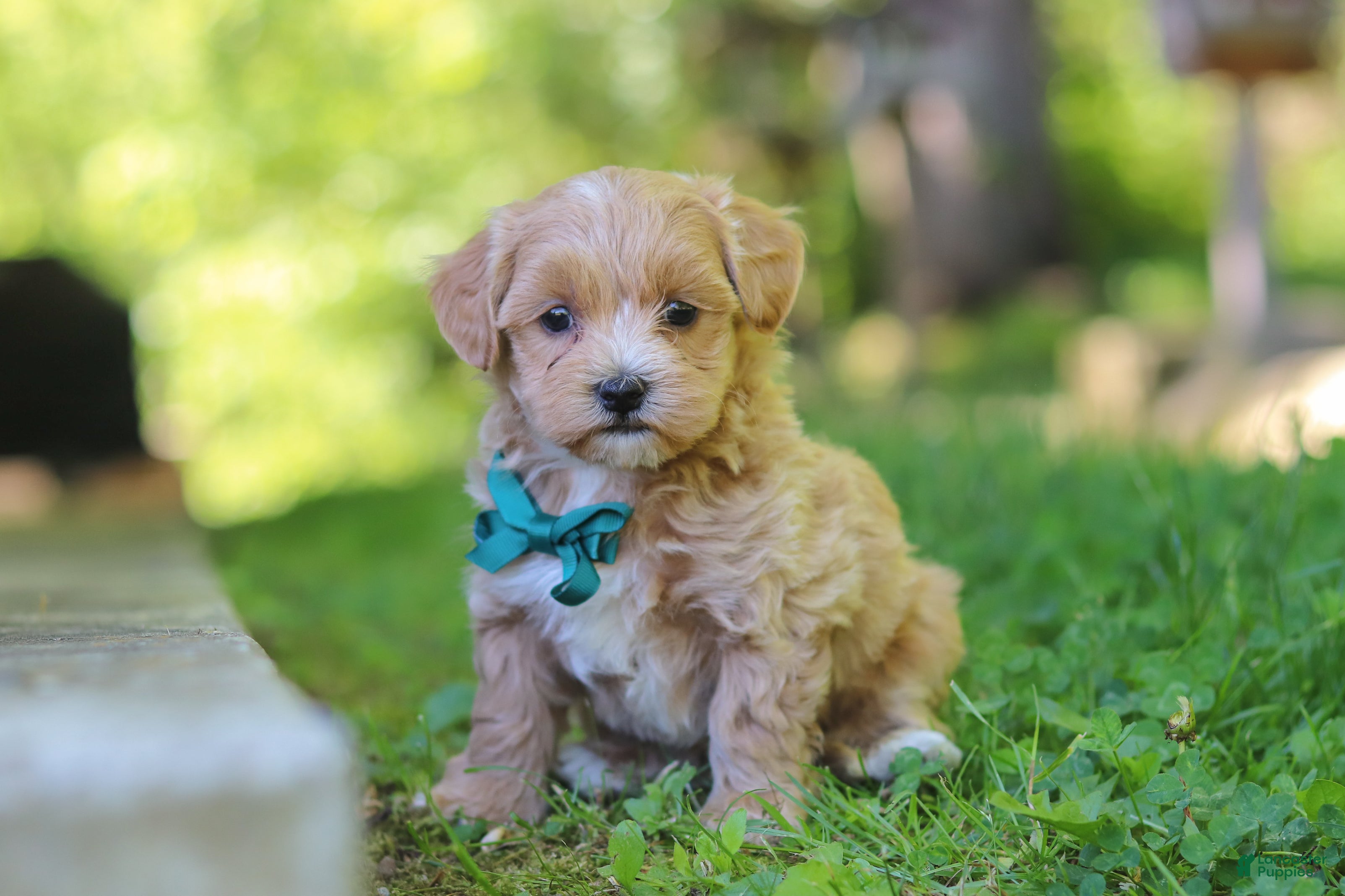Maltipoo dogs Norris - Ad 1