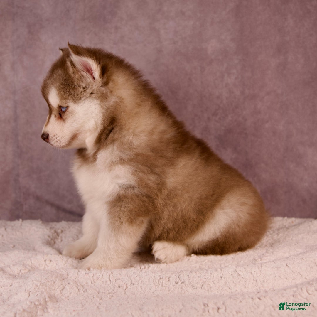 Pomsky dogs for sale: AJay - Ad 34