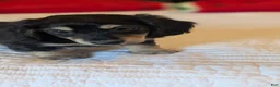 Miniature Dachshund dogs for sale: Pinocchio - Ad 4